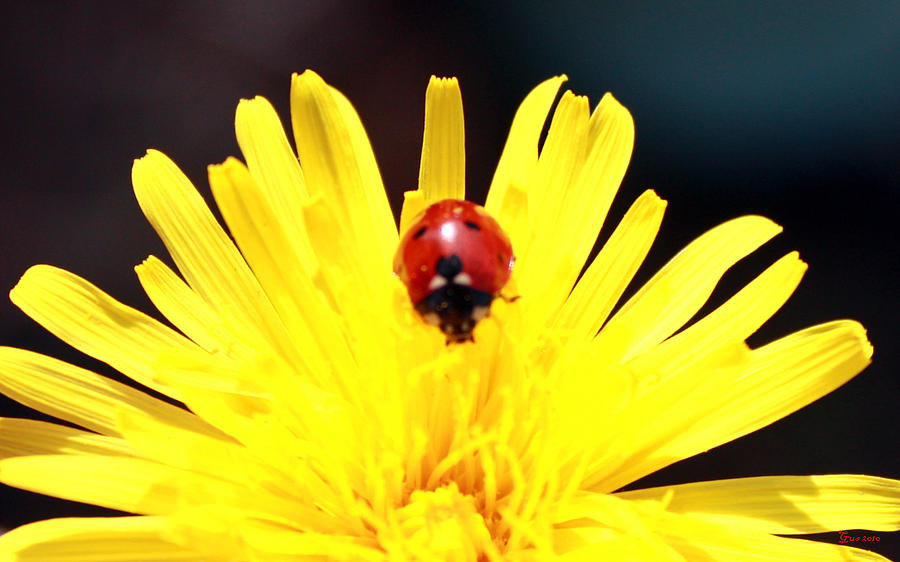 Ladybug Photograph - Lady Bug and Flower by Nick Gustafson