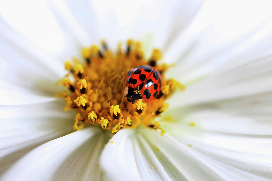 Ladybug Photograph - Lady Bug and her Cosmo by Darren Fisher