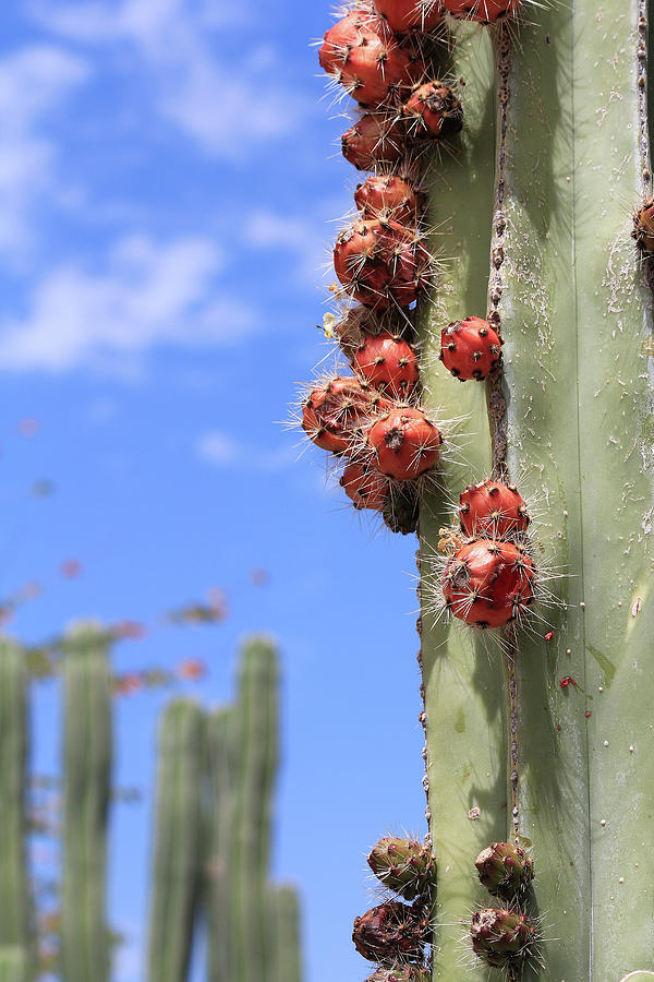 Lady Bug Cacti Crawl Photograph by Carrie Godwin