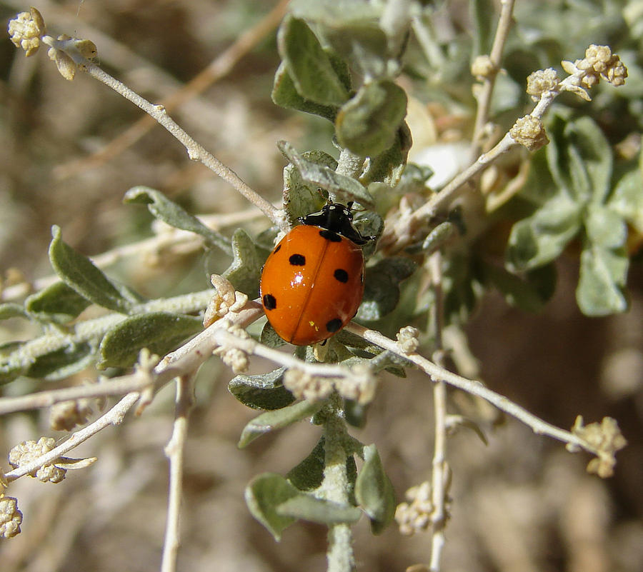 Lady Bug Photograph by Carl Moore