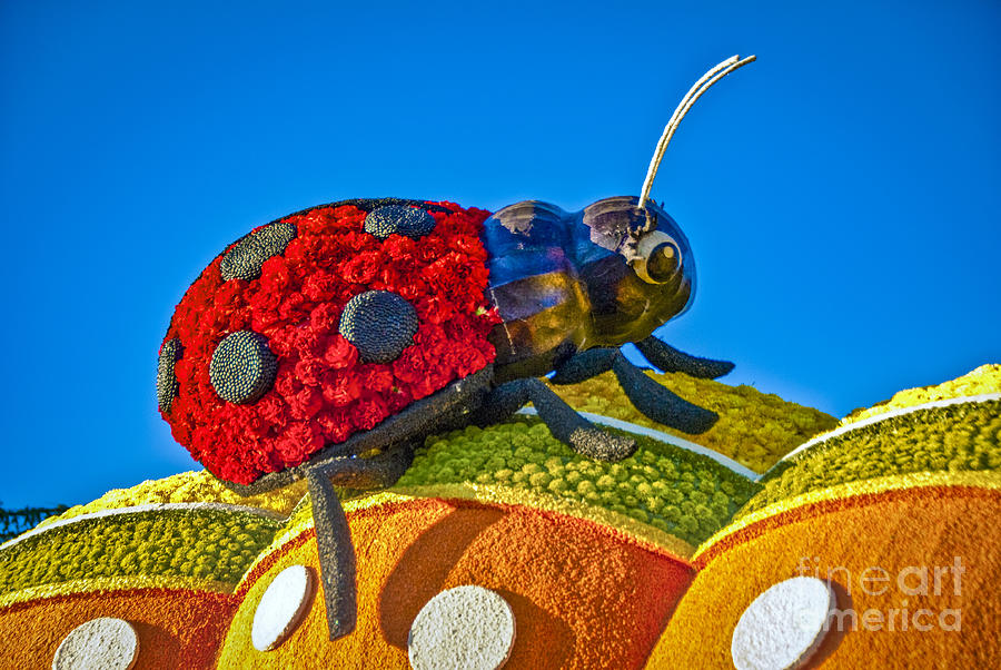 Lady Bug catching a Ride Photograph by David Zanzinger