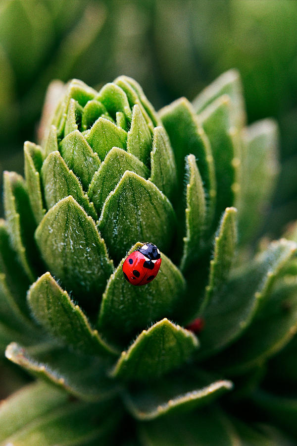Efterår kontoførende fedme Lady Bug - Detailed image of a red with black spots Lady Bug Photograph by Nature  Photographer