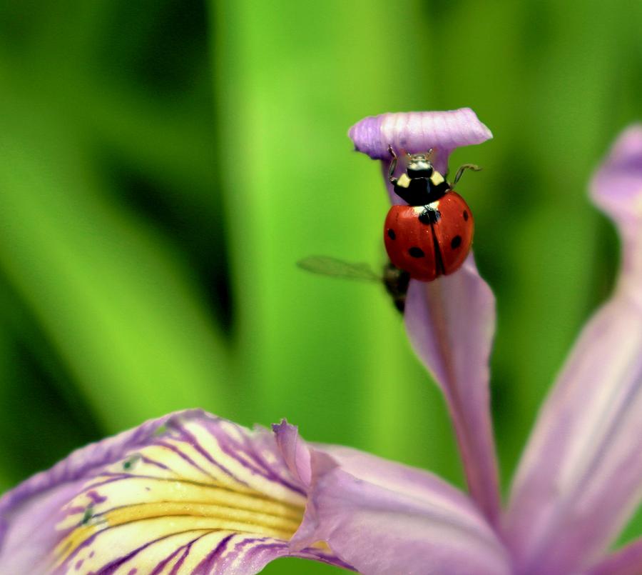 Flower Photograph - Lady Bug by Erin Finnegan