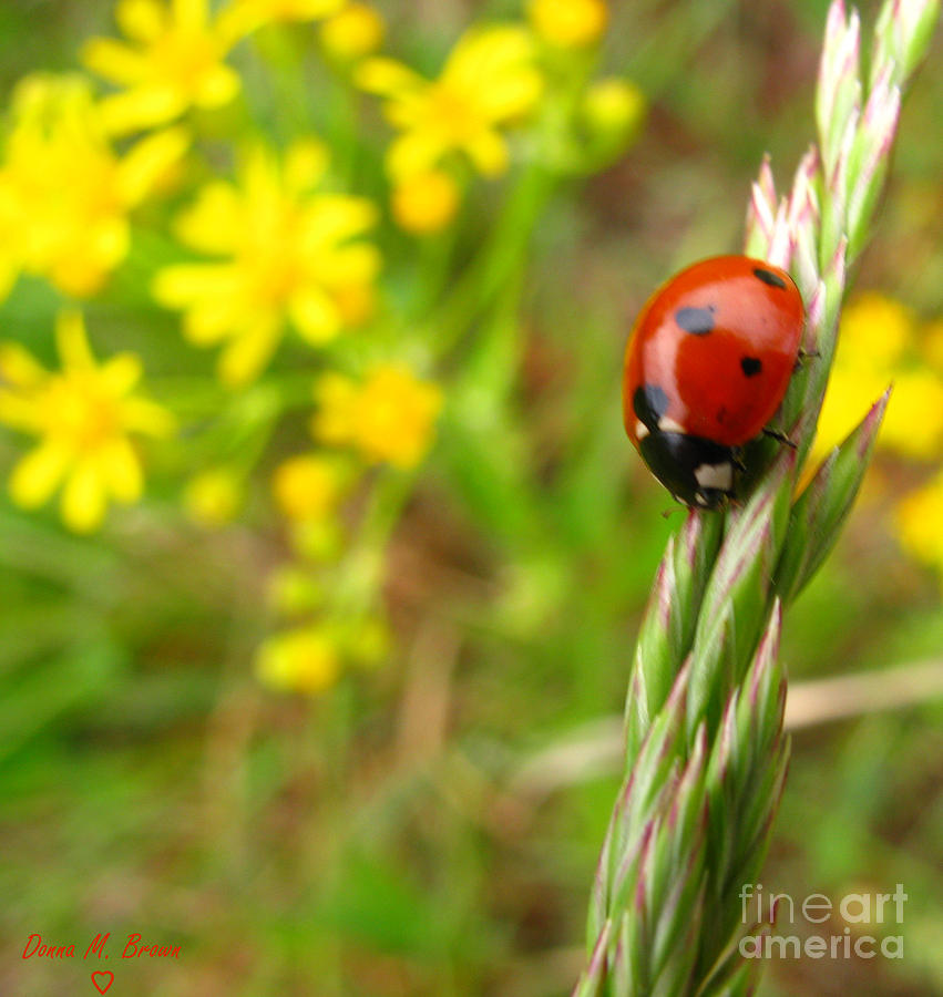 Lady Bug II Photograph by Donna Brown