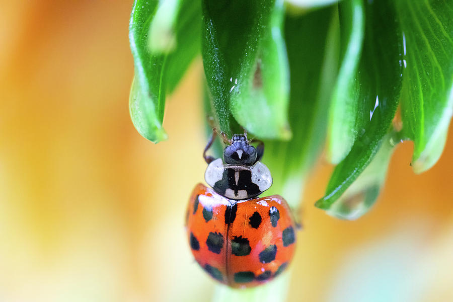 Lady Bug in a Heatwave Photograph by Brian Hale