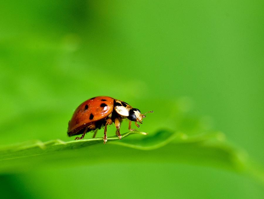 Lady Bug Photograph by Jeffrey PERKINS