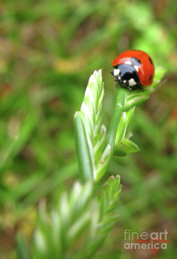 Lady Bug Love With Three Heart Photograph by Donna Brown