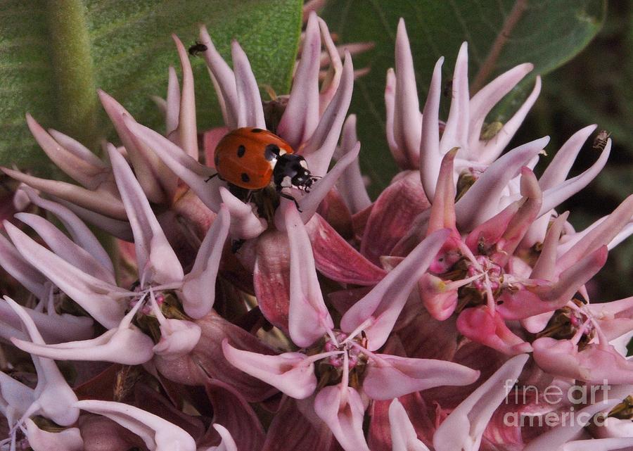 Nature Photograph - Lady Bug Luck by Joy Bradley