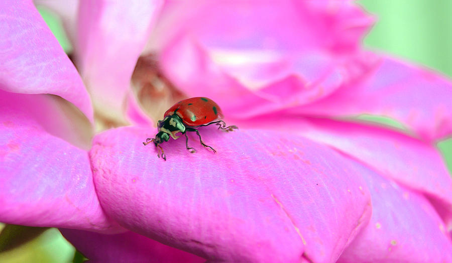 Lady Bug Photograph by Lynellen Nielsen