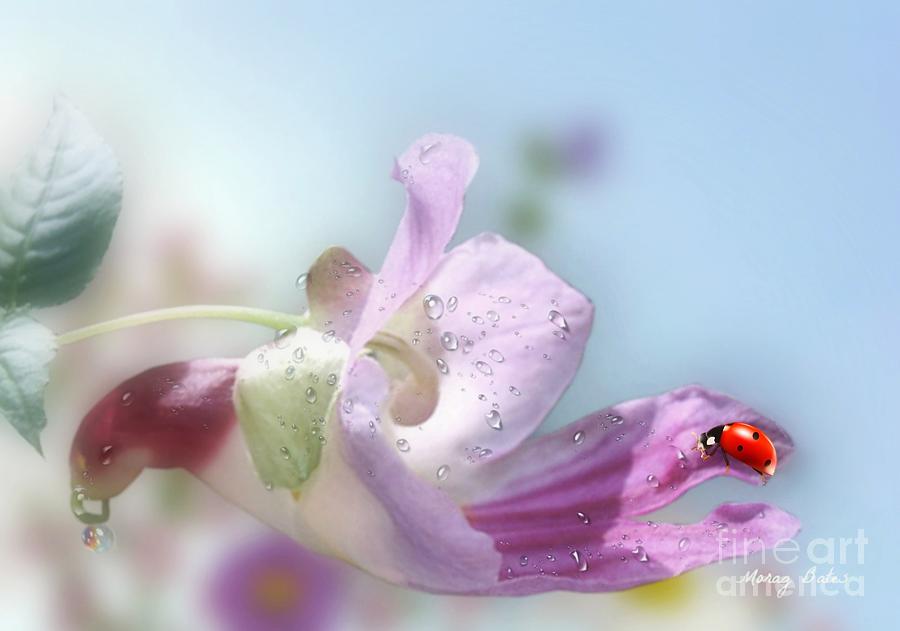 Lady Bug on Flower Photograph by Morag Bates