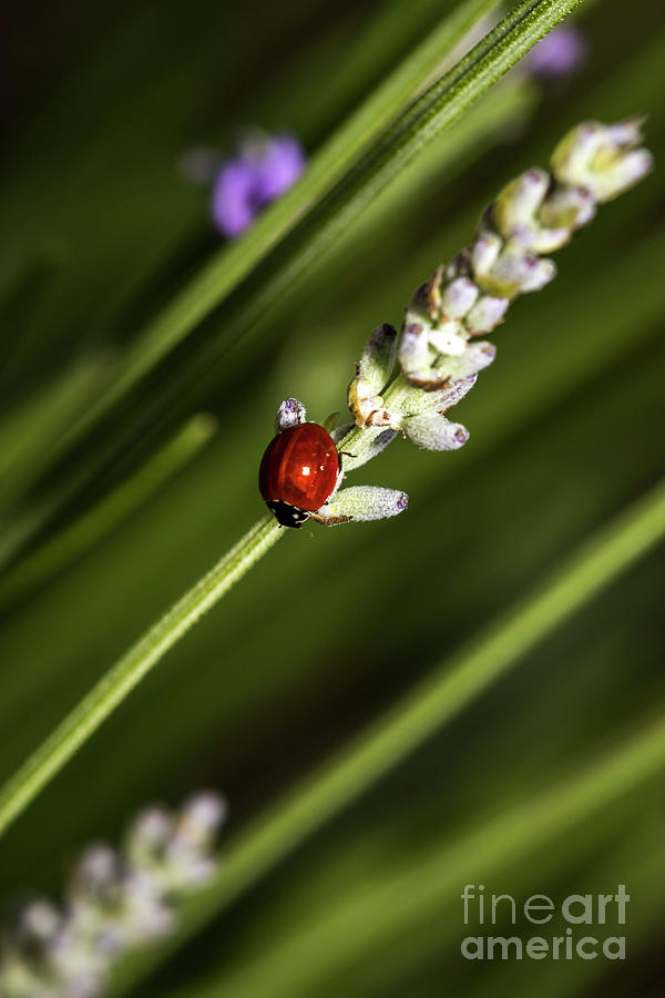 Lady bug on lavender Photograph by Shawn Jeffries