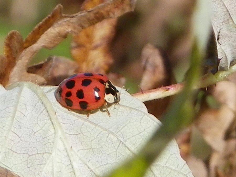 Lady Bug Photograph by Peggy King