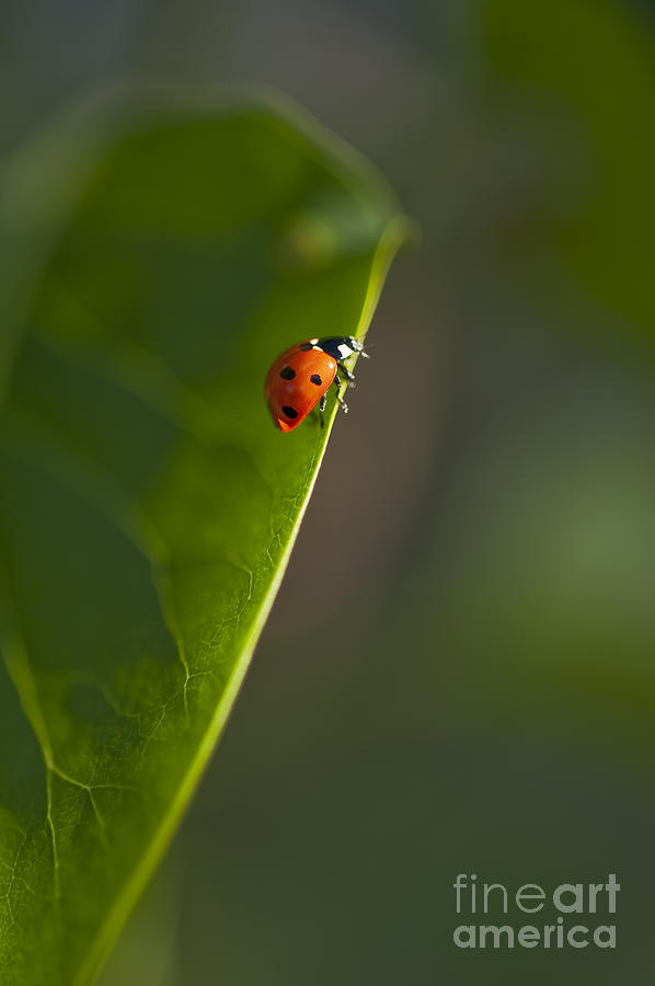 Lady Bug Ready for Takeoff Photograph by Jim Corwin