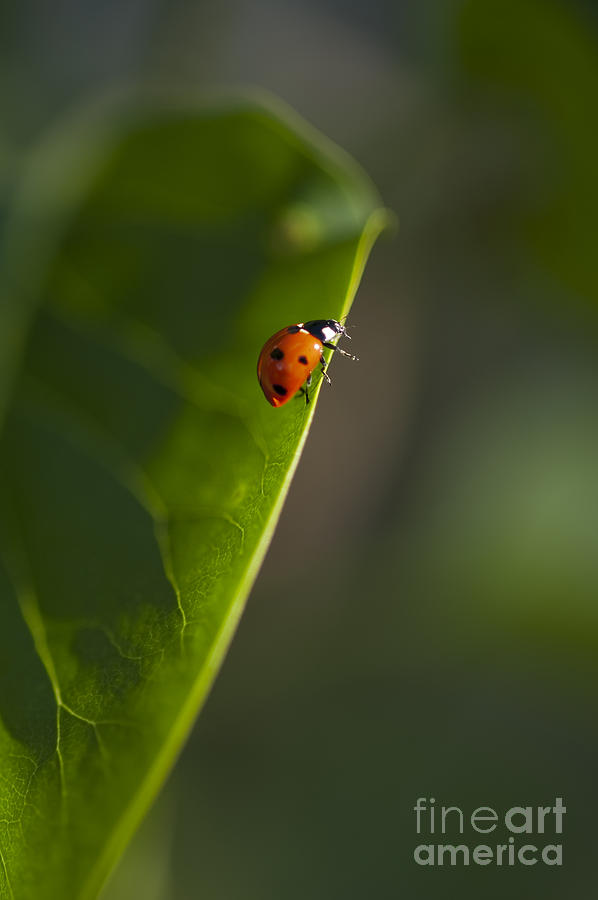 Lady Bug Ready to fly Photograph by Jim Corwin