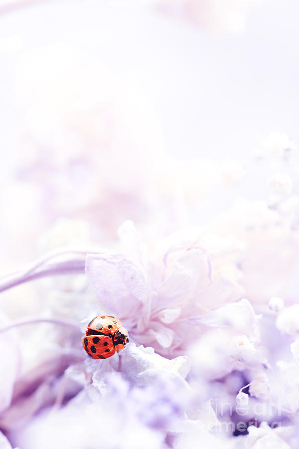 Lady Bug Photograph by Stephanie Frey
