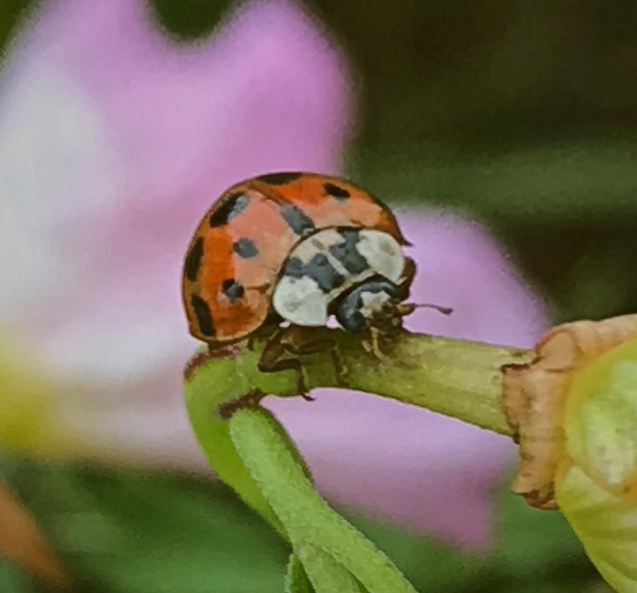 Lady Bug surprise Photograph by Al Swasey