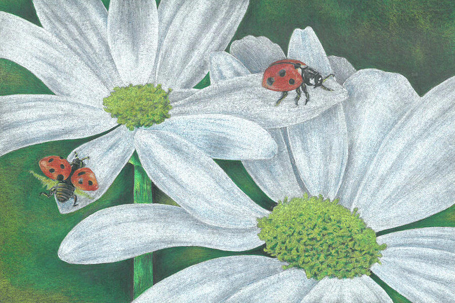 Lady Bugs Drawing by Troy Levesque