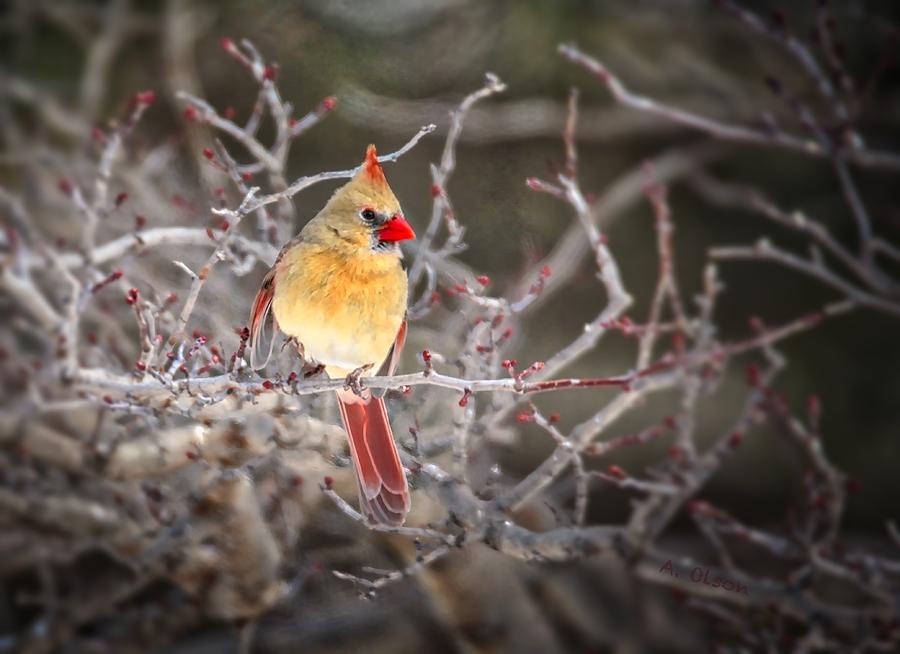 Lady Cardinal Photograph by Allen Olson