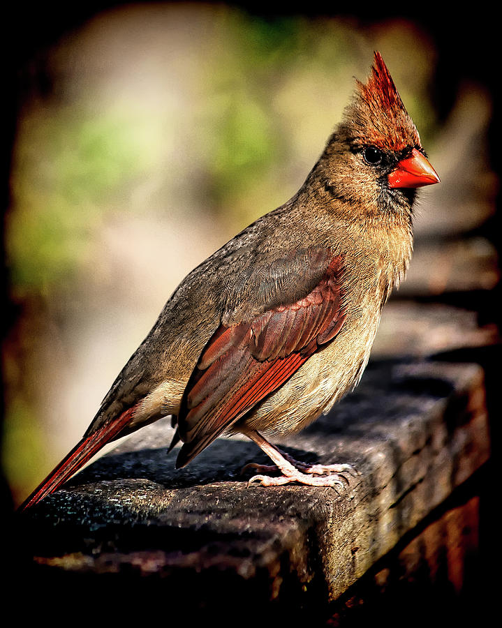 Lady Cardinal by Andrew Chianese Lady Cardinal by Andrew Chianese