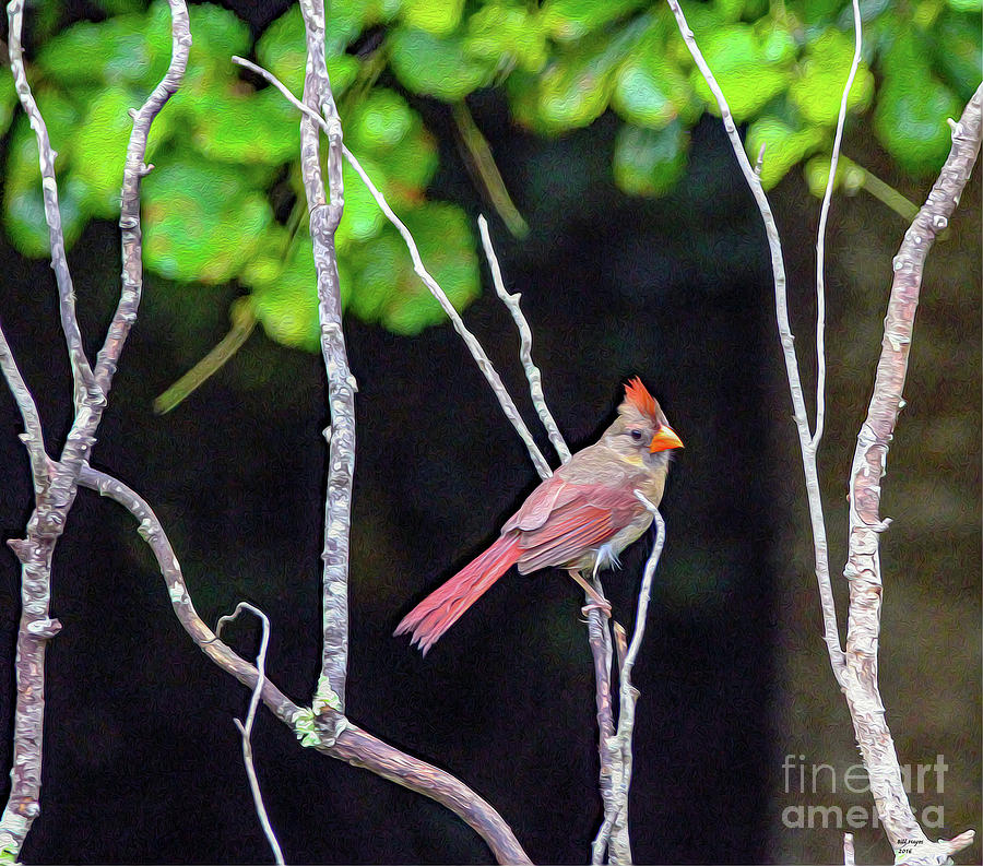 Lady Cardinal Painting by DB Hayes