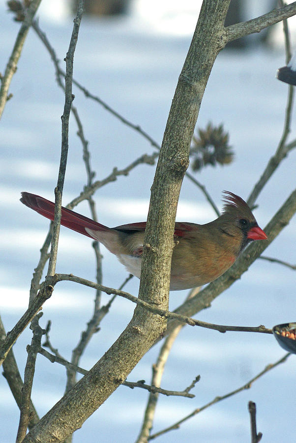 Lady Cardinal in the Snowy Tree Photograph by Margie Avellino