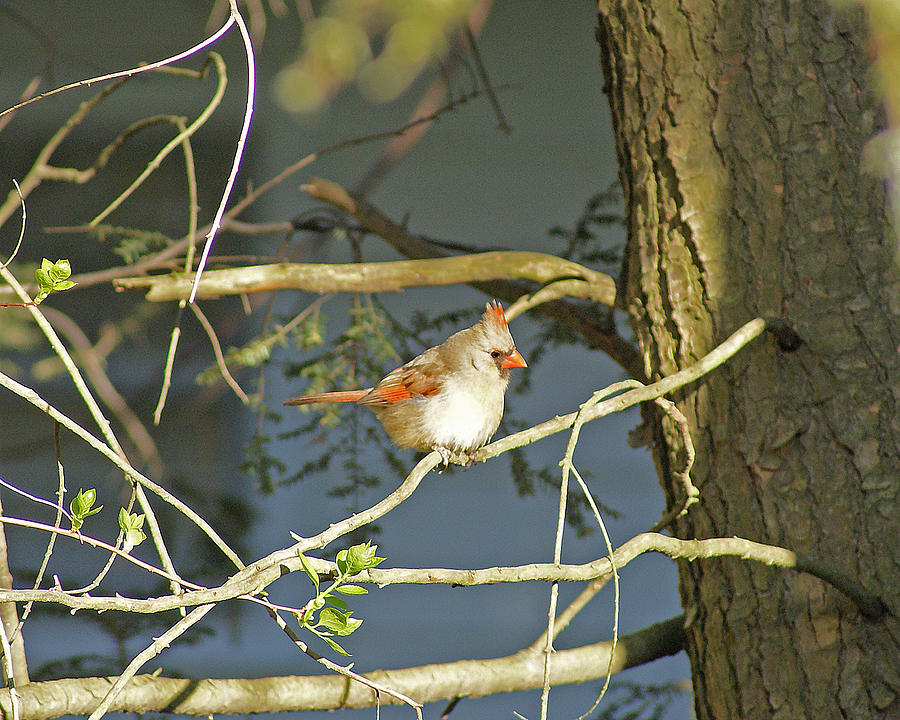 Lady Cardinal in Tree Photograph by Margie Avellino