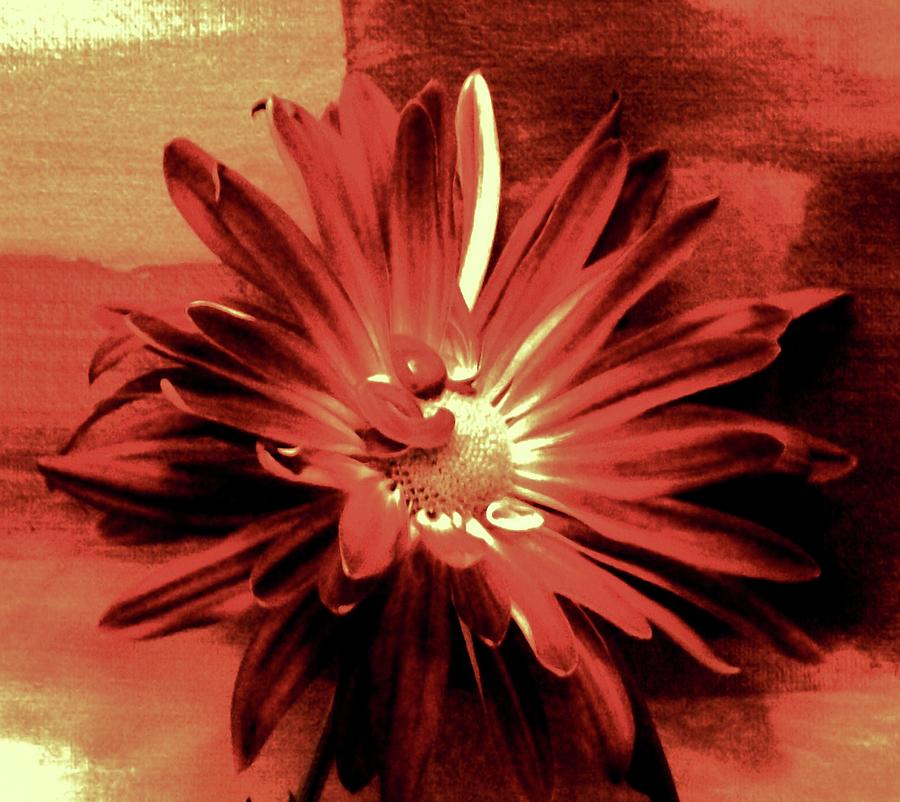 Floral Photograph - Lady Dahlia by Marsha Heiken