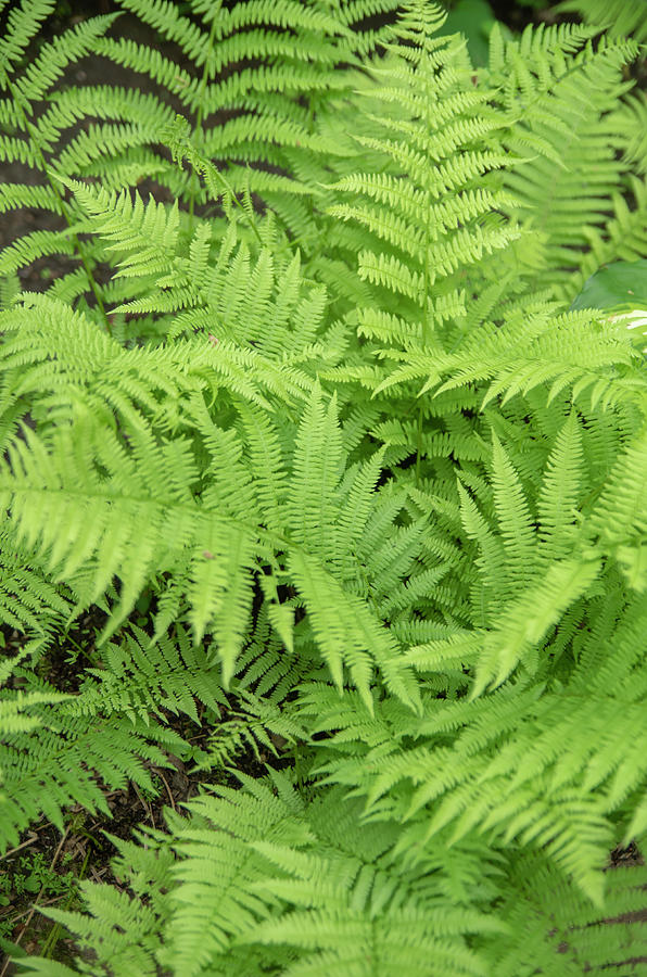 Lady Fern Photograph by Bob Corson - Fine Art America