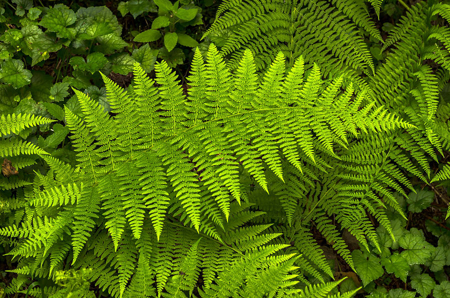 Кочедыжник Athyrium Ghost. Athyrium yokoscense. Папоротник Athyrium искусственный. Серебряный папоротник.