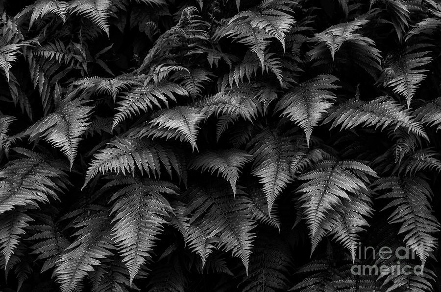 Lady Ferns Black and White Photograph by Thomas R Fletcher