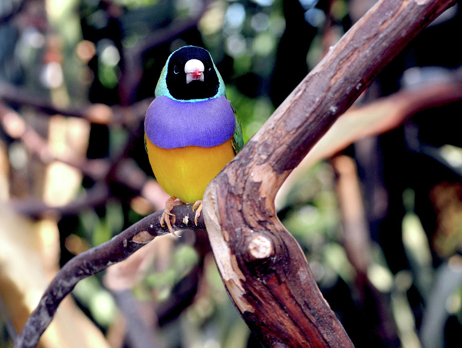 gouldian finch