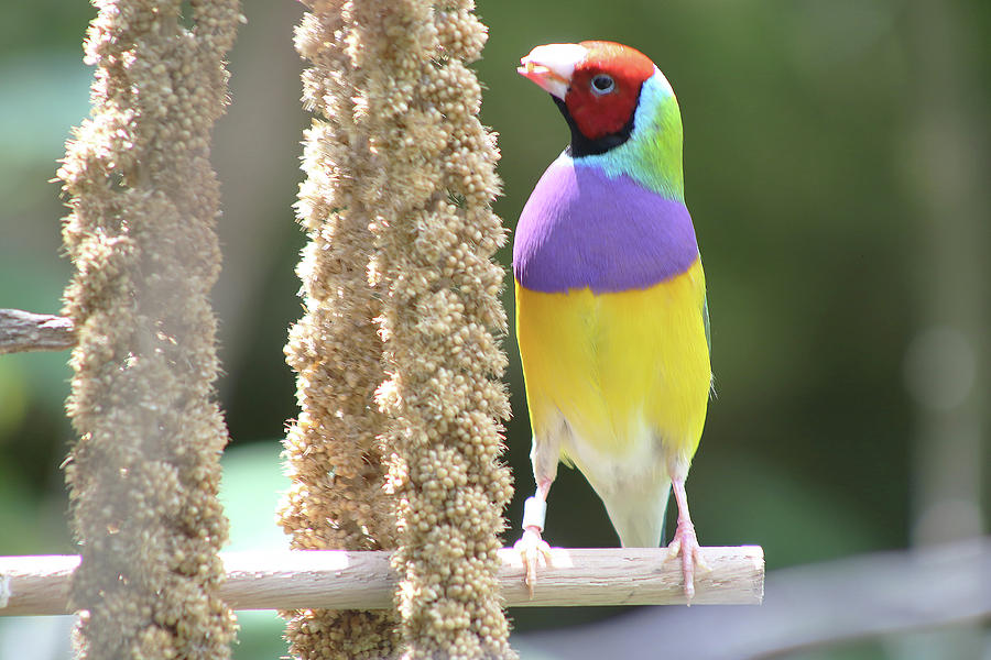 Lady Gouldian Finch Photograph by Imagery-at- Work