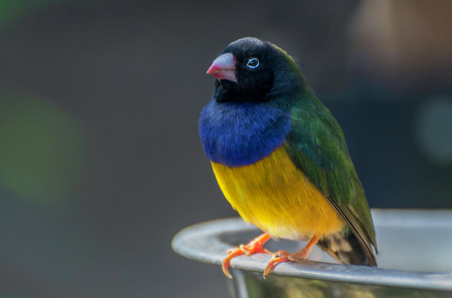 Lady Gouldian Finch Photograph by John Poon