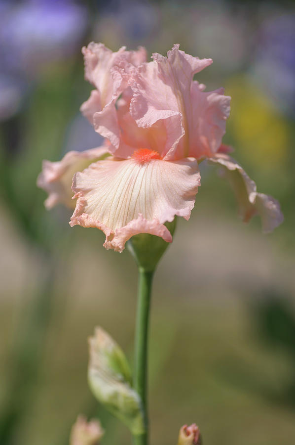 Lady Gretl Armitage The Beauty of Irises Photograph by Jenny Rainbow