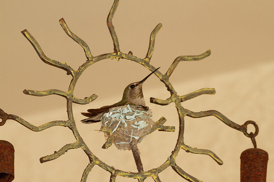 Lady Hummingbird on Her Nest Photograph by Bonnie Follett