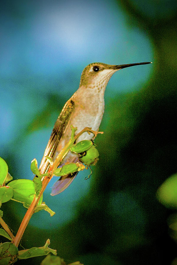 Lady Hummingbird Profile Photograph by Barry Jones