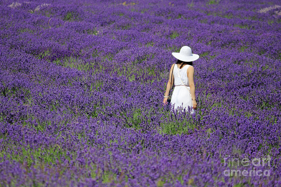 Lady in Lavender Field Photograph by Julia Gavin