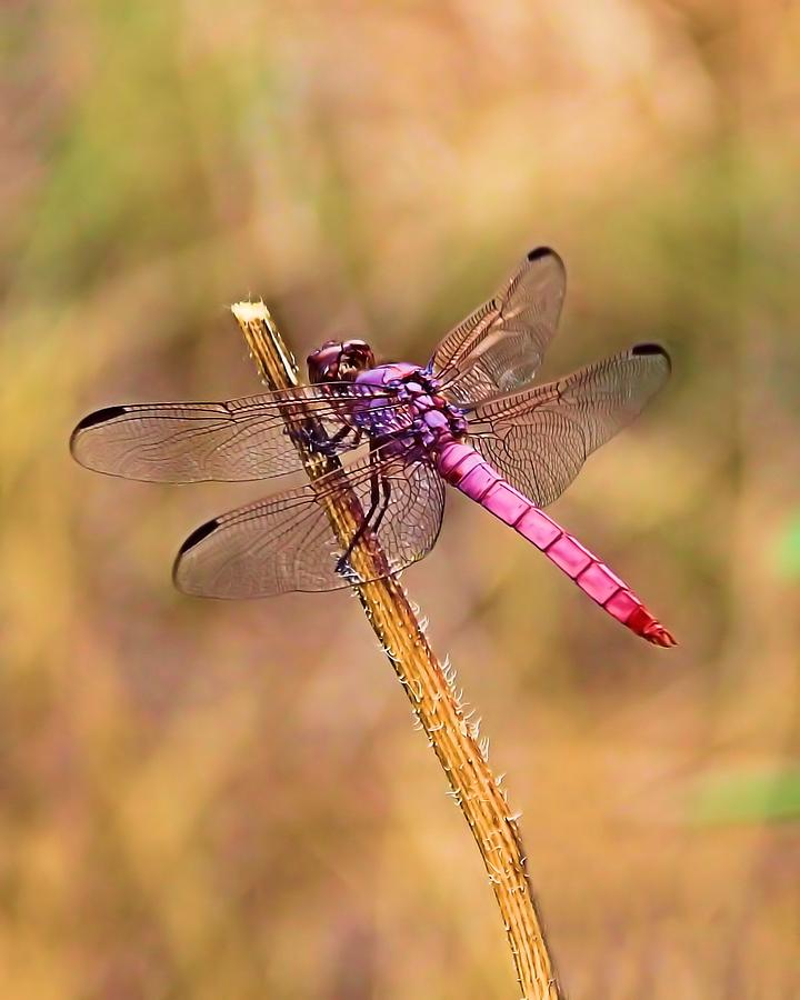 Insects Photograph - Lady in Pink by Elizabeth Budd