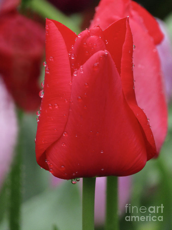 Tulip Photograph - Lady In Red by Kim Tran