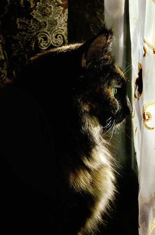 Cat Photograph - Lady in waiting by Camille Lopez