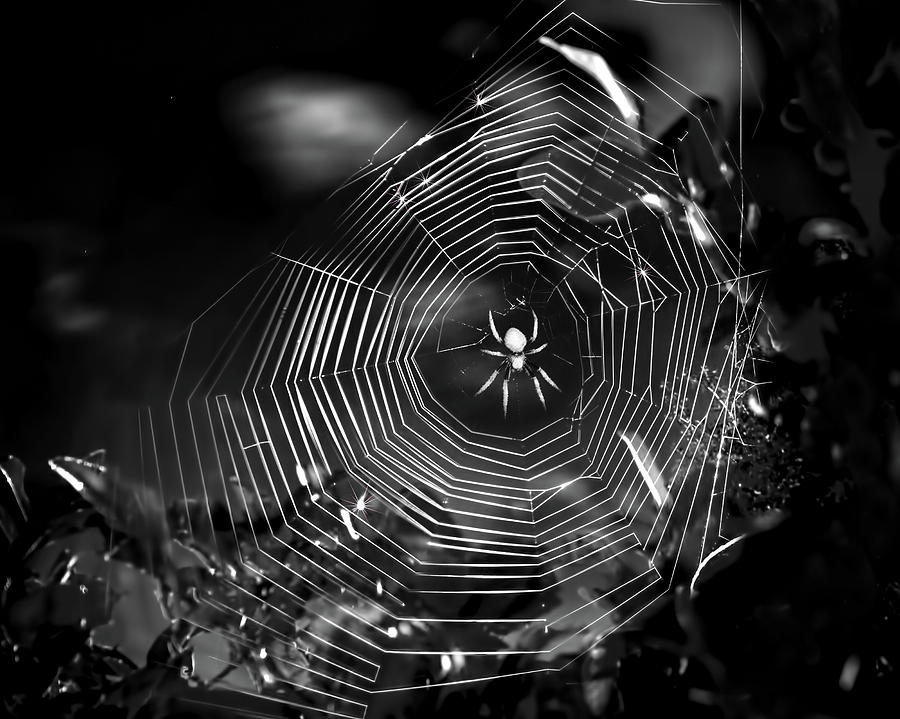 Spider Photograph - Lady in Waiting by Mark Andrew Thomas