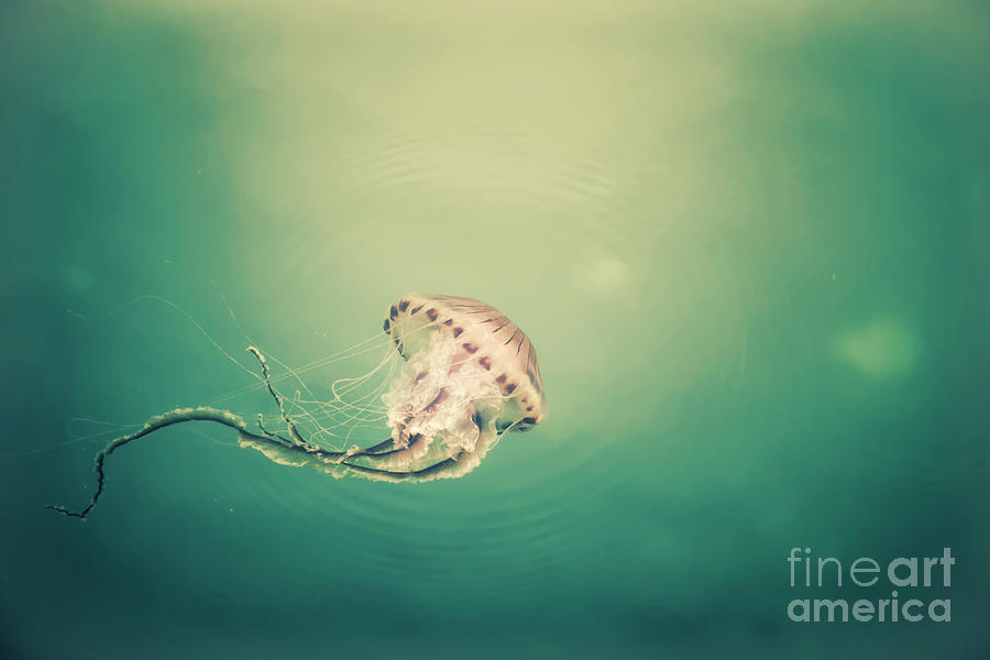 Nature Photograph - Lady Jellyfish by Giuseppe Esposito