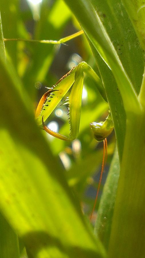 Praying Mantis Photograph - Lady Mantis by Lkb Art And Photography