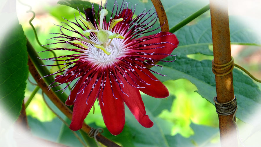 Lady Margaret Red Passion Flower Photograph by Judy Wanamaker