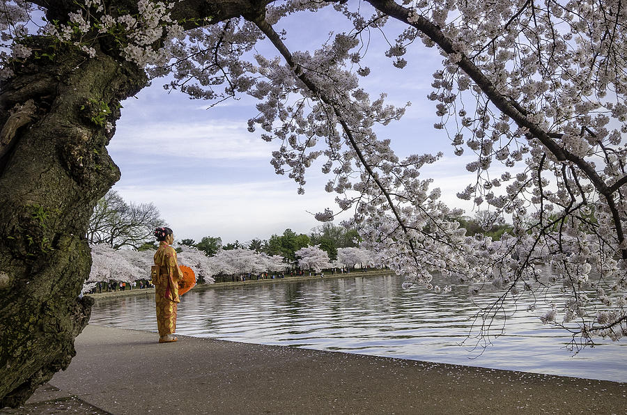 Lady of the Blossoms Photograph by Michael Donahue