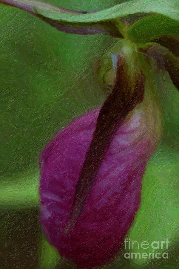Lady Slipper Digital Art - Lady Of The Forest by C L Lassila Lady Slipper Digital Art - Lady Of The Forest by C L Lassila
