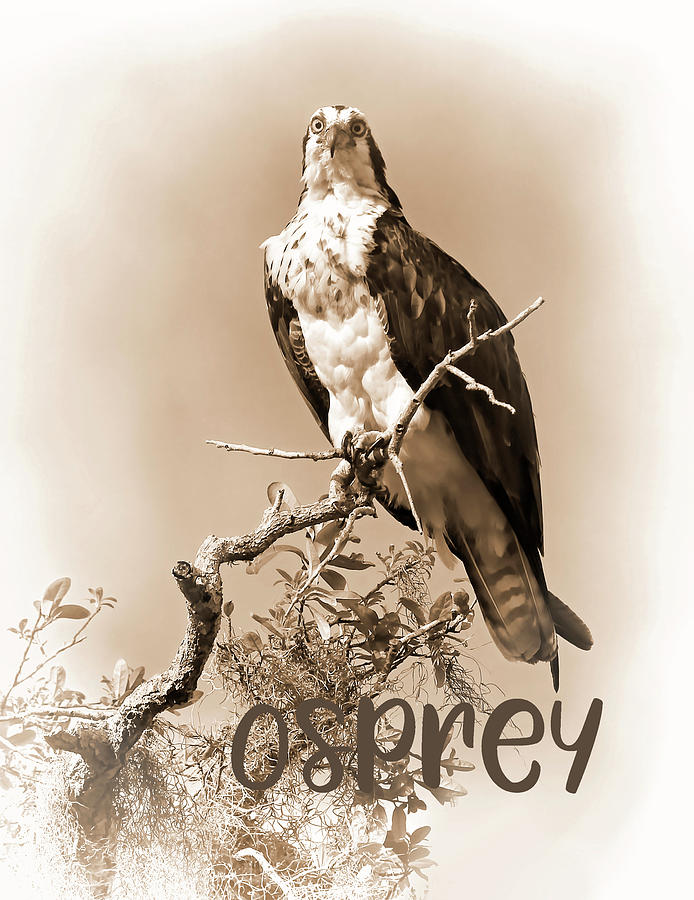 Lady Osprey 2 Photograph by HH Photography of Florida