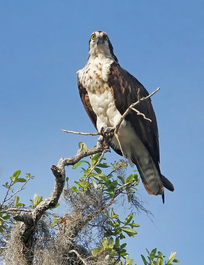Lady Osprey Photograph by HH Photography of Florida