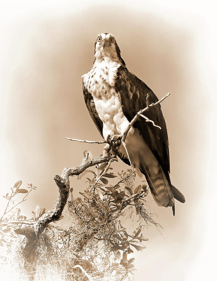 Lady Osprey In Sepia And White Photograph by HH Photography of Florida