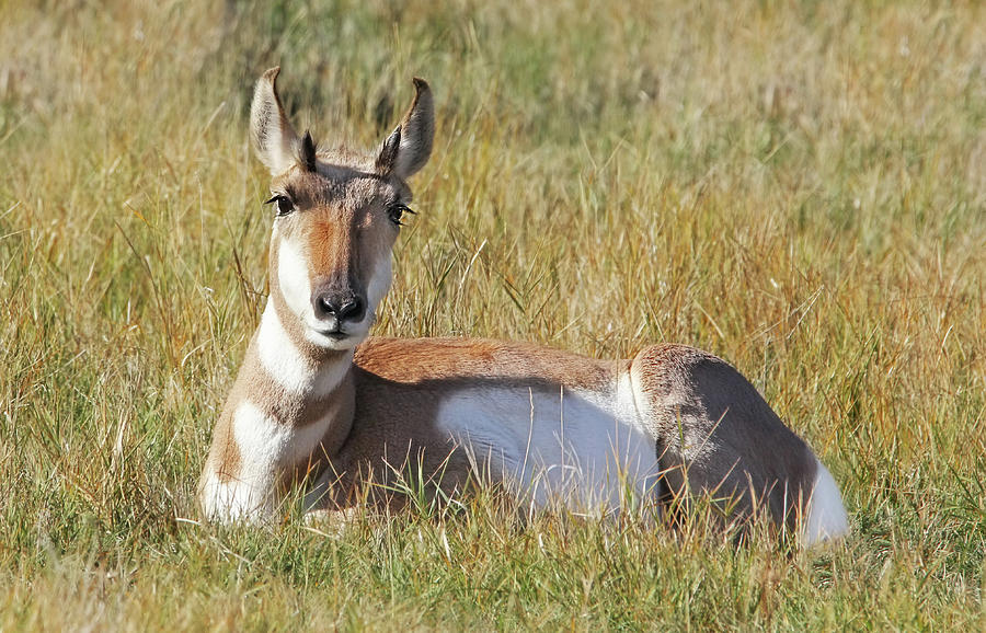 Lady Pronghorn Antelope Resting Photograph by Jennie Marie Schell